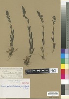 Isotype of Veronica gentianoides Vahl var. pontica Hausskn. & Bornm. [family SCROPHULARIACEAE]
