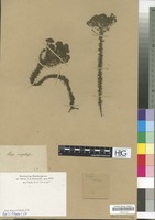 Filed as Selago corymbosa L. [family SCROPHULARIACEAE]
