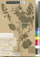 Isotype of Plectranthus aurifer Dinter ex Launert [family LABIATAE/LAMIACEAE]