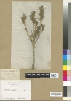 Filed as Lavandula dentata L. [family LABIATAE/LAMIACEAE]