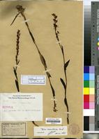 Isotype of Disa bisetosa Kränzl. [family ORCHIDACEAE]