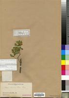 Type of Justicia fischeri Lindau [family ACANTHACEAE]