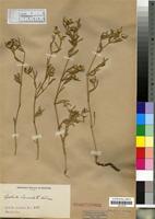 Isolectotype of Cyathula lanceolata Schinz [family AMARANTHACEAE]