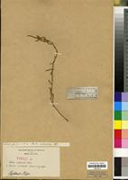 Type of Bassia salsoloides (Fenzl) A.J. Scott [family CHENOPODIACEAE]