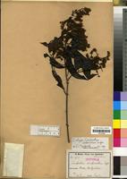 Isotype of Combretum umbricolum Engl. [family COMBRETACEAE]