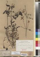 Isotype of Clematis kassneri Engl. [family RANUNCULACEAE]