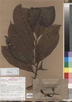 Paratype of Ocotea rugosa van der Werff [family LAURACEAE]