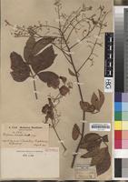 Isotype of Serjania inscripta Radlk. [family SAPINDACEAE]