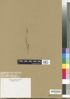 Filed as Linaria simplex DC. [family SCROPHULARIACEAE]