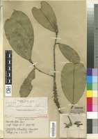 Isotype of Thea reticulata Elmer [family THEACEAE]