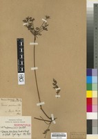 Isosyntype of Daucus toriloides DC. [family UMBELLIFERAE/APIACEAE]