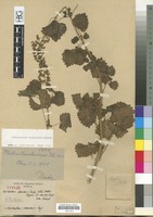 Type of Plectranthus otaviensis Dinter nom. subnud. [family LABIATAE/LAMIACEAE]
