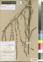 Isotype of Benguellia lanceolata (Gürke) G. Taylor [family LABIATAE/LAMIACEAE]