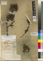 Isotype of Calliandra macrocalyx Harms [family LEGUMINOSAE/FABACEAE]