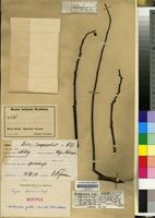 Isotype of Fagara tessmannii Engl. [family RUTACEAE]