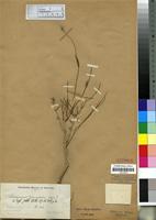 Isotype of Sericocoma heterochiton Lopr. [family AMARANTHACEAE]