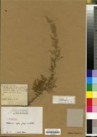 Type? of Artemisia afra Jacq. ex Willd. [family COMPOSITAE/ASTERACEAE]