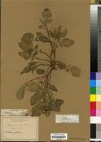 Filed as Centaurea pullata L. [family COMPOSITAE/ASTERACEAE]