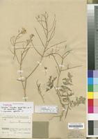 Type of Sisymbrium sinapistrum Handel-Mazz. non Cr. var. macranthum Bornm. [family CRUCIFERAE/BRASSICACEAE]