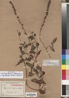 Isosyntype of Lysimachia africana Engl. [family PRIMULACEAE]