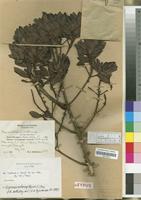 Isotype of Rapanea schliebenii Mildbr. [family MYRSINACEAE]