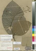 Holotype of Nectandra latissima Rohwer [family LAURACEAE]