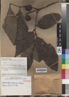 Isotype of Elattostachys goropuensis Adema [family SAPINDACEAE]