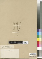 Filed as Linaria simplex DC. [family SCROPHULARIACEAE]