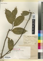 Isosyntype of Xanthophyllum annamense Gagnep. [family XANTHOPHYLLACEAE]