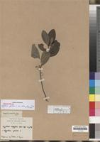 Isotype of Kiggelaria africana L. var. obtusa Harv. [family FLACOURTIACEAE]