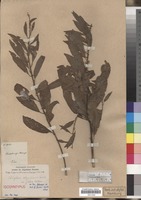 Type? of Clutia abyssinica Jaub. & Spach var. glabra Volkens ex Pax [family EUPHORBIACEAE]