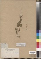 Filed as Adenocline acuta (Thunb.) Baill. [family EUPHORBIACEAE]