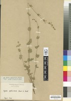 Filed as Nepeta septemcrenata Ehrenb. ex Benth. [family LABIATAE/LAMIACEAE]