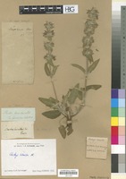 Filed as Stachys heraclea All. [family LABIATAE/LAMIACEAE]