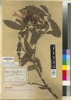 Isotype of Ixora stolzii K. Krause [family RUBIACEAE]