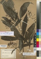 Isosyntype of Ixora euosmia K. Schum. [family RUBIACEAE]