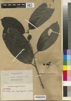Isotype of Ixora bartlingii Elmer [family RUBIACEAE]