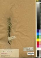 Isosyntype of Boscia fischeri Pax [family CAPPARACEAE]