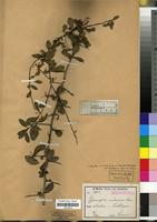 Isosyntype of Maytenus mossambicensis (Klotzsch) Blakelock var. ambonensis (Loes.) N. Robson [family CELASTRACEAE]