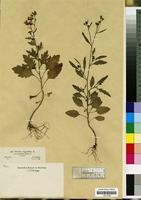 Filed as Senecio aegyptius L. [family COMPOSITAE/ASTERACEAE]
