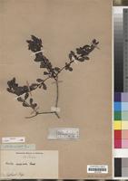 Filed as Euclea undulata Thunb. [family EBENACEAE]
