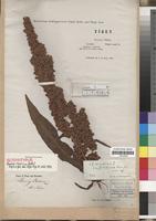 Isosyntype of Rumex tibeticus Rech.f. [family POLYGONACEAE]