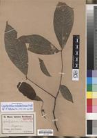Isotype of Lepidopetalum hebecladum Radlk. [family SAPINDACEAE]
