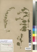 Isotype of Hermannia angolensis K. Schum. [family STERCULIACEAE]