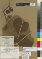 Isotype of Ampelocissus schliebenii Werderm. [family VITACEAE]