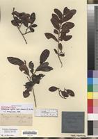 Isosyntype of Erythroxylum caffrum Sond. [family ERYTHROXYLACEAE]