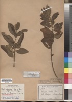Isosyntype of Clutia abyssinica Jaub. & Spach var. ovalifolia Pax & K. Hoffm. [family EUPHORBIACEAE]