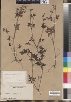 Filed as Geranium robertianum L. [family GERANIACEAE]