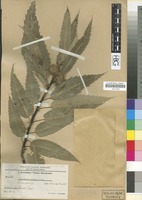 Isotype of Castanea sativa Mill. f. lancifolia Bornm. [family FAGACEAE]