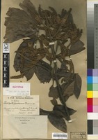 Isotype of Tachigali formicarum Harms [family LEGUMINOSAE/FABACEAE]